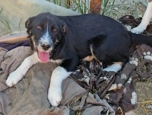 Toffy, kleines Hundemädchen sucht liebevolle Hände 