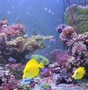 Meerwasseraquarium inkl. 2 Original Hawai Doktorfischen