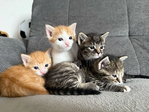 Katzenbabys Hauskatzen Kitten getigert rot Kater Katze 