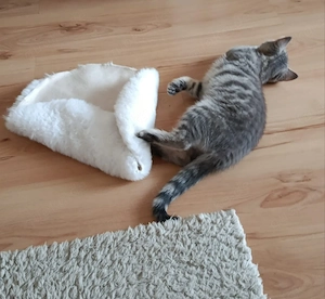 Junger Kater (5Monate alt) sucht seinen Sofaplatz 