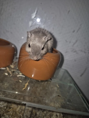 Zwei junge Rennmäuse suchen ein liebevolles Zuhause 