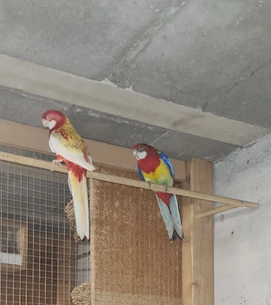 Vögel zum haben !