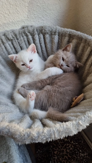 zauberhafte BKH Kitten 