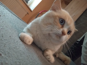 Britisch Kurzhaar kater 3 jahre alt 