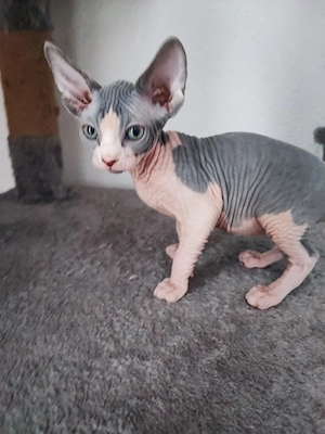 Canadian Sphynx Katze 