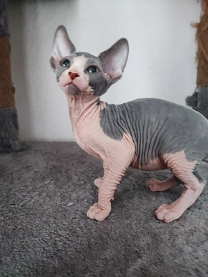 Canadian Sphynx Katze 