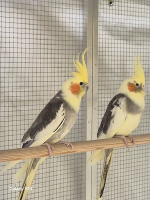 Nymphensittich Pärchen 