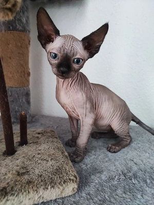 Canadian Sphynx Mädel