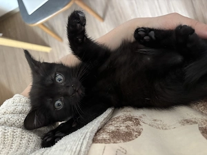 Kitten abzugeben