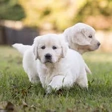 Unsere Wunderschönen Golden-Retriever Welpen 