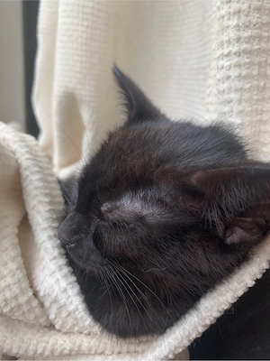 kitten abzugeben 
