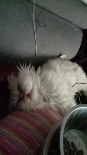 Reinrassige Perser Deckkater