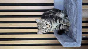 Süßes Katzenbaby (3 Monate) weiblich abzugeben 