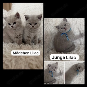 BKH Kitten bald abgabebereit Lilac