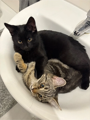 2 Geschwister Kätzchen suchen liebevolles zuhause (Katze und Karter)