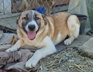 Tyler, kleiner Hundemann sucht sein Glück