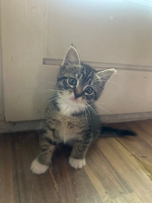 Siam Mix Kater sucht Dosenöffner