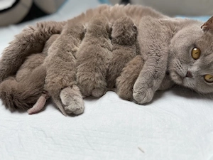 Wunderschöne Lilac Britisch Kurzhaar Kitten