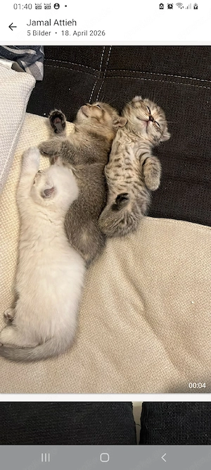 katzen zu verkaufen 
