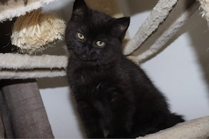 Zum verlieben süsse BKH-Kitten suchen ein neues Zuhause 
