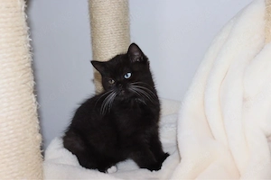 Zum verlieben süsse BKH-Kitten suchen ein neues Zuhause 