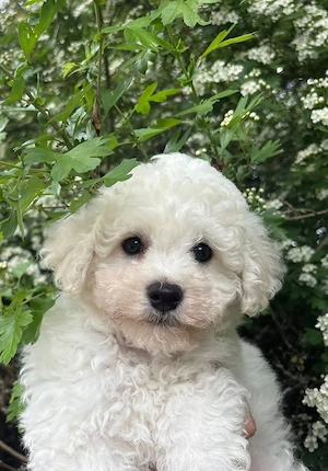 Reinrassige Bichon frise 