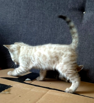 Bengal Kitten