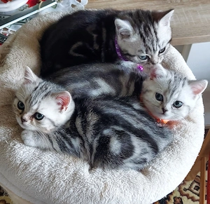 Kitten black-silver-tabby-wiskas bkh 
