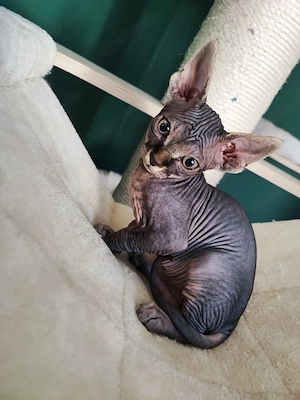 Canadian Sphynx Kater  Bild 3