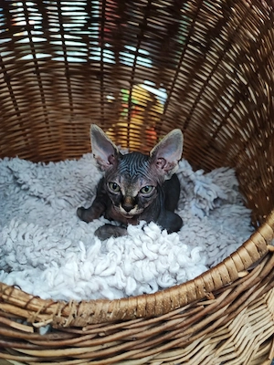 Canadian Sphynx Kater  Bild 5