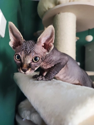Canadian Sphynx Kater  Bild 2