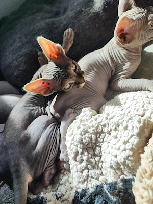 Canadian Sphynx Kater  Bild 4