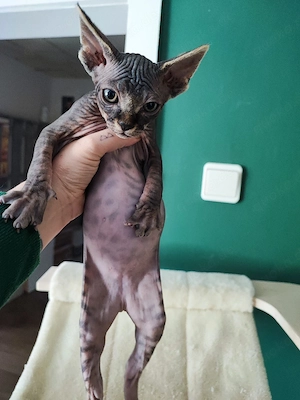 Canadian Sphynx Kater 