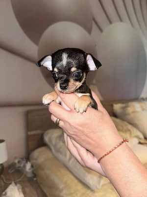 Chihuahua Welpen 