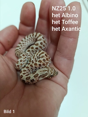 Hakennasennattern (Heterodon nasicus) aus eigener Nachzucht 2025 zu verkaufen!
