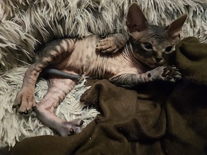 Canadian Sphynx Kater  Bild 6