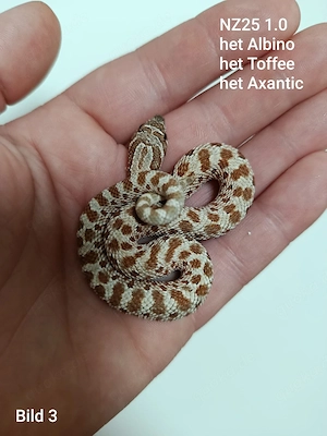 Hakennasennattern (Heterodon nasicus) aus eigener Nachzucht 2025 zu verkaufen!