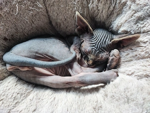Canadian Sphynx Kater  Bild 7