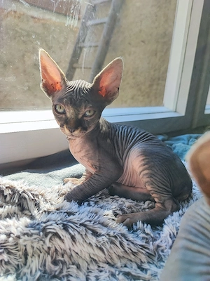 Canadian Sphynx Kater  Bild 8