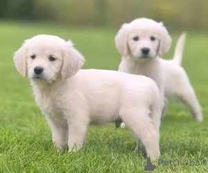 Golden Retriever Welpen zu verkaufen   bereit für ihr Für-immer-Zuhause!