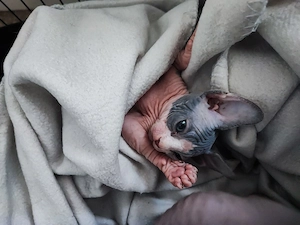Canadian Sphynx Katze 