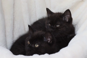 Zum verlieben süße BKH-Kitten suchen ein neues Zuhause