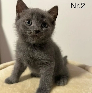 Wunderschöne Bkh kitte sucht zuhause 