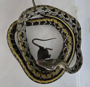 2 Taiwanische Schönnattern 