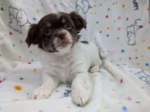 Chihuahua Mix Welpen ..Abgabebereit...