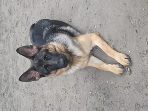 Deutscher Schäferhund