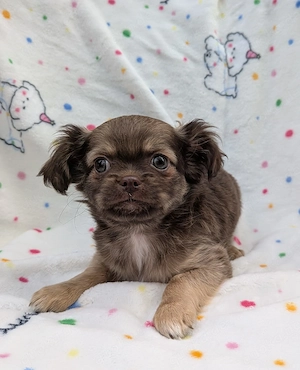 Chihuahua Mix Welpen ..Abgabebereit...