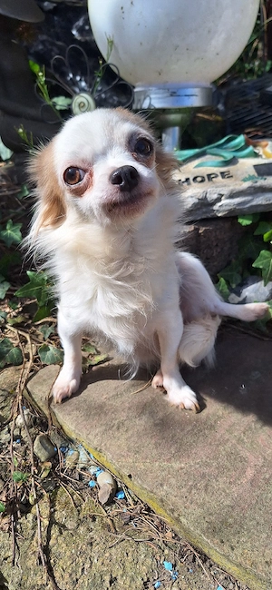 Chihuahua Hündin Tinka 