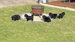 Süße Bichon-Pudel-Mix Welpen suchen liebevolles Zuhause