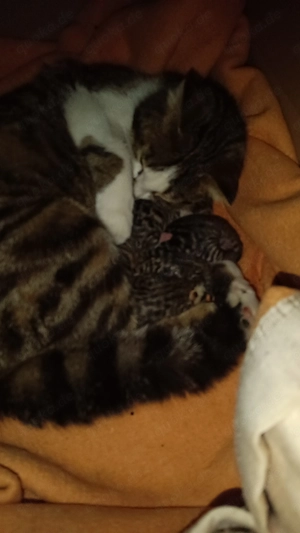 Süße kitten suchen ab September ein Zuhause 